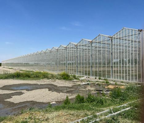 12m Span Gutter Connected Venlo Tempered Glass Greenhouse For Flowers 12x10 12x12 12x14